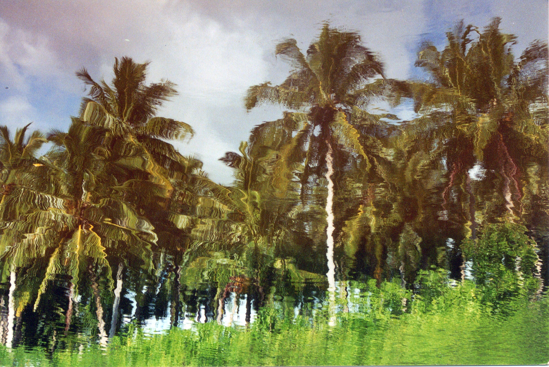 Mentawai Palm Reflection